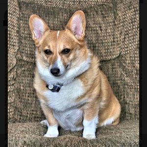 Meet your Posher, Janet